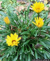 Image result for Gazanien