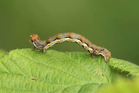 Attēlu rezultāti vaicājumam “Erannis defoliaria larva”