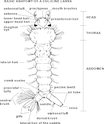 Attēlu rezultāti vaicājumam “larva”