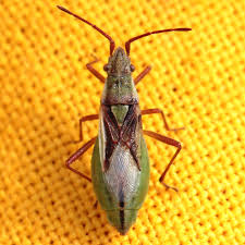 Attēlu rezultāti vaicājumam “Myrmus miriformis”