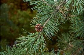 Attēlu rezultāti vaicājumam “Pinus sylvestris leaf”