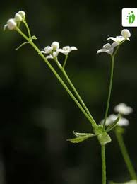 Attēlu rezultāti vaicājumam “Galium uliginosum”