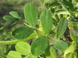 Attēlu rezultāti vaicājumam “Caragana arborescens leaf”