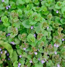 Attēlu rezultāti vaicājumam “Glechoma hederacea”