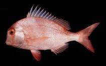 Image result for Polysteganus undulosus