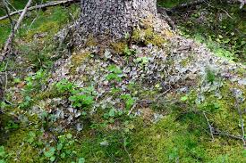 Attēlu rezultāti vaicājumam “Peltigera”