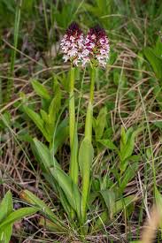 Attēlu rezultāti vaicājumam “Orchis ustulata”