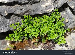 Attēlu rezultāti vaicājumam “Asplenium ruta-muraria”