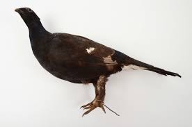 Image result for Tetrao tetrix