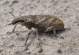 Attēlu rezultāti vaicājumam “Cleonis pigra”