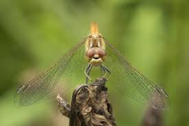 Attēlu rezultāti vaicājumam “Sympetrum vulgatum male”