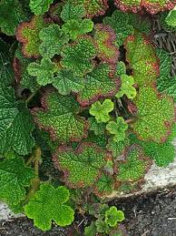 Attēlu rezultāti vaicājumam “Rubus chamaemorus”
