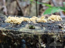 Attēlu rezultāti vaicājumam “Heterotrichia obvelata (syn. Arcyria obvelata) spores”