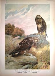 Attēlu rezultāti vaicājumam “Buteo lagopus adult”