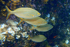 Image result for Sarpa salpa