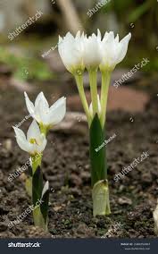 Attēlu rezultāti vaicājumam “Colchicum szovitsii subsp. szovitsii flower”