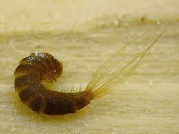 Attēlu rezultāti vaicājumam “Attagenus pellio”