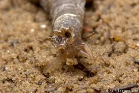 Attēlu rezultāti vaicājumam “Tipulidae larva”