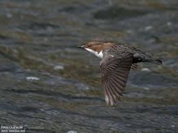 Attēlu rezultāti vaicājumam “Cinclus cinclus adult”