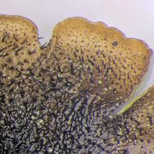 Attēlu rezultāti vaicājumam “Parmelina tiliacea”