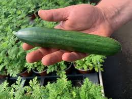 Image result for Gurke