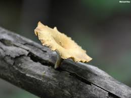 Attēlu rezultāti vaicājumam “Polyporus varius”