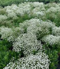 Attēlu rezultāti vaicājumam “Gypsophila paniculata”