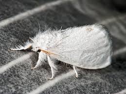 Attēlu rezultāti vaicājumam “Euproctis similis”
