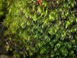 Attēlu rezultāti vaicājumam “Dicranodontium denudatum”