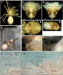 Attēlu rezultāti vaicājumam “Metellina merianae”