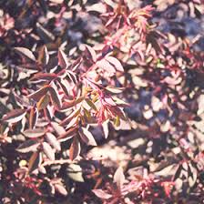 Attēlu rezultāti vaicājumam “Rosa subcanina leaf”