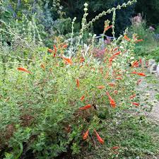 Attēlu rezultāti vaicājumam “Epilobium roseum flower”