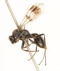 Attēlu rezultāti vaicājumam “Pompilidae”