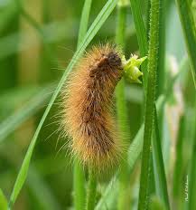 Attēlu rezultāti vaicājumam “Phragmatobia fuliginosa larva”