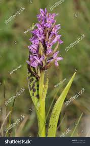Attēlu rezultāti vaicājumam “Dactylorhiza cruenta”