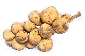 Image result for Lansongammon