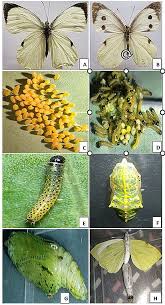 Attēlu rezultāti vaicājumam “Pieris brassicae female”