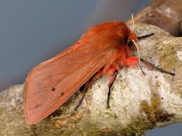 Attēlu rezultāti vaicājumam “Phragmatobia fuliginosa”