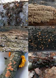 Attēlu rezultāti vaicājumam “Microstoma protracta”