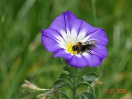 Image result for Convolvulus tricolor