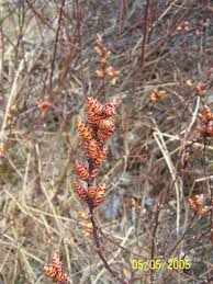 Attēlu rezultāti vaicājumam “Myrica gale male flower”