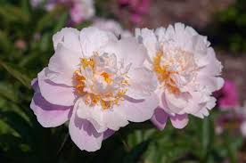 Attēlu rezultāti vaicājumam “Paeonia lactiflora”
