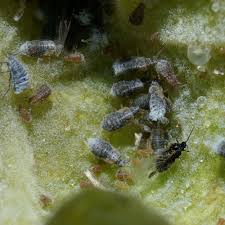 Attēlu rezultāti vaicājumam “Tetraneura ulmi”