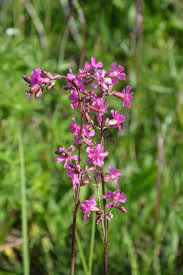 Attēlu rezultāti vaicājumam “Silene viscaria flower”