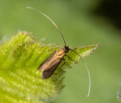 Attēlu rezultāti vaicājumam “Cauchas rufimitrella”