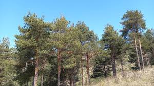 Attēlu rezultāti vaicājumam “Pinus sylvestris”
