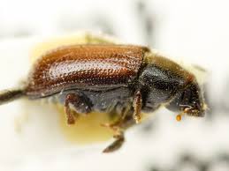 Attēlu rezultāti vaicājumam “Tomicus minor”