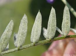 Attēlu rezultāti vaicājumam “Vicia cracca bud”