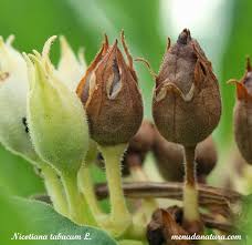 Attēlu rezultāti vaicājumam “Nicotiana tabacum fruit”