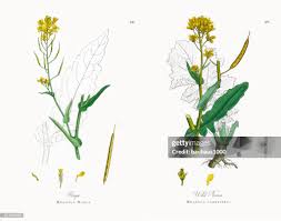 Attēlu rezultāti vaicājumam “Brassica napus”